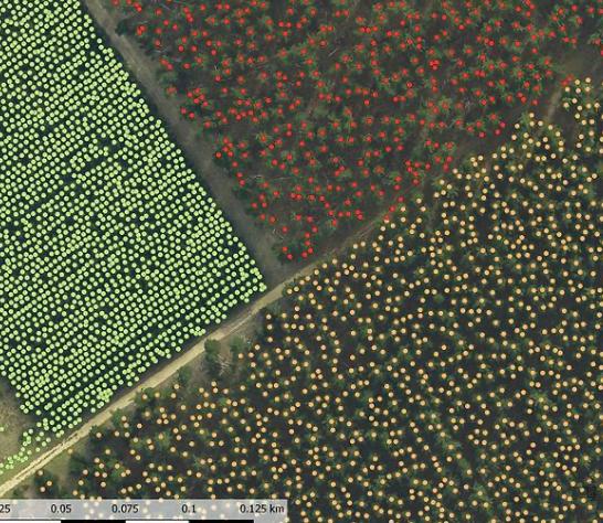 Operações Florestais em Larga Escala