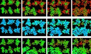 Automação Robótica em Viveiro de Mudas