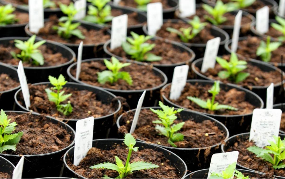 Viveiros de Mudas Florestais e Agrícolas